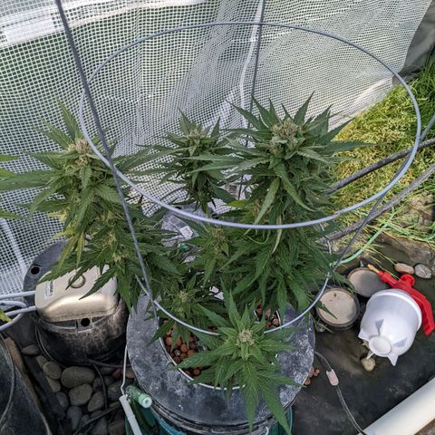 Lemon Haze X4 growlog timeline photo