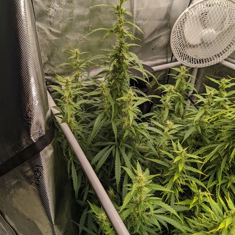 Gelato.OG X4 growlog timeline photo