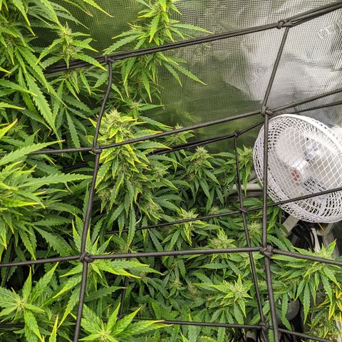 Gelato.OG X4 growlog timeline photo