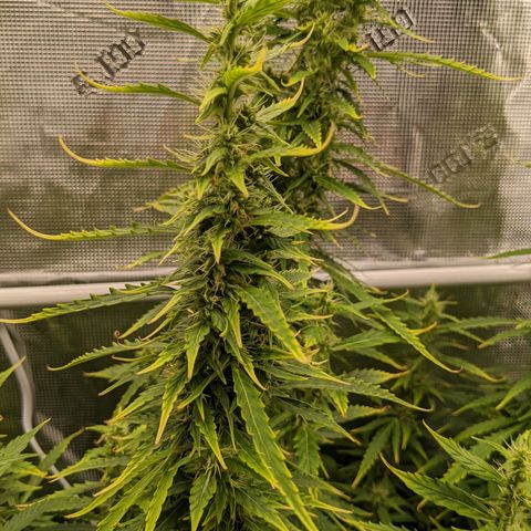 Gelato.OG X4 growlog timeline photo