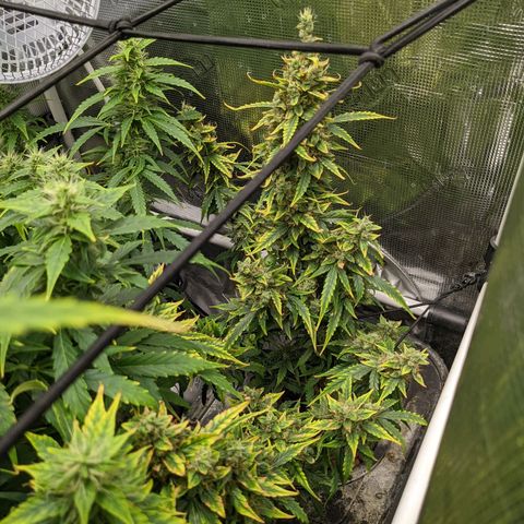 Gelato.OG X4 growlog timeline photo