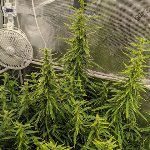 Gelato.OG X4 growlog timeline photo