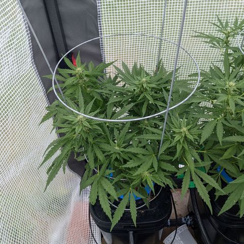 Forgotten Strawberries X2 growlog timeline photo