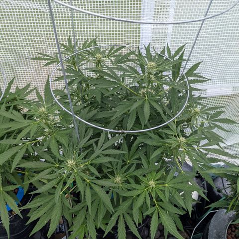 Forgotten Strawberries X2 growlog timeline photo