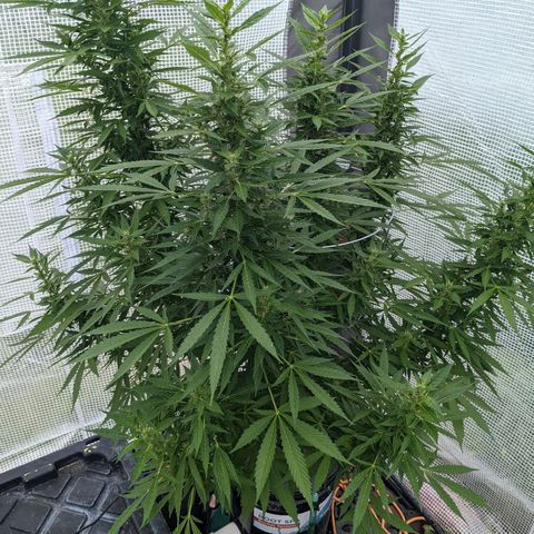 Lemon Haze X4 growlog timeline photo