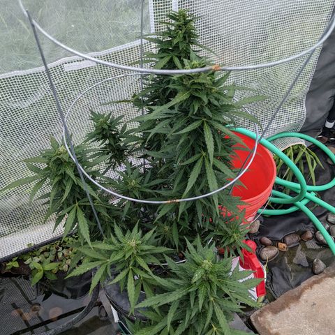 Lemon Haze X4 growlog timeline photo