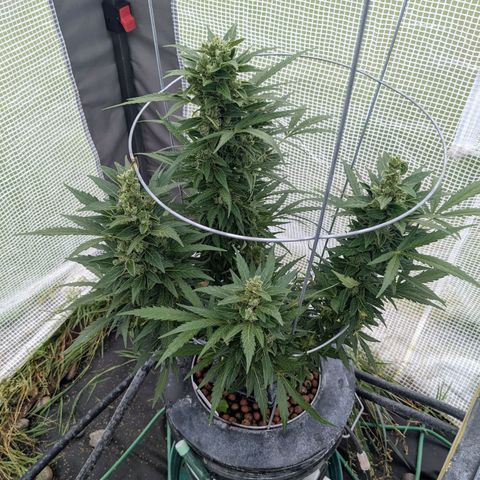 Lemon Haze X4 growlog timeline photo
