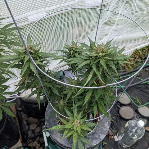 Lemon Haze X4 growlog timeline photo