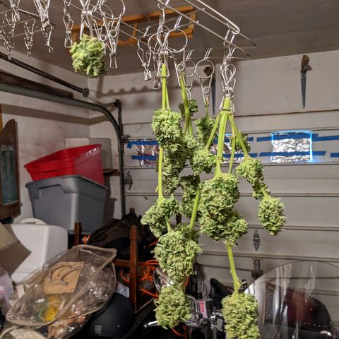 Lemon Haze X4 growlog timeline photo