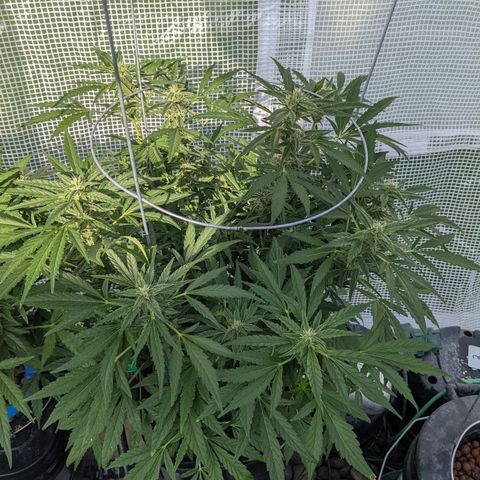 Forgotten Strawberries X2 growlog timeline photo