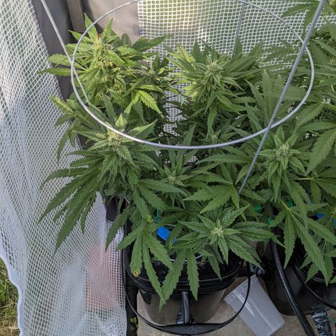 Forgotten Strawberries X2 growlog timeline photo