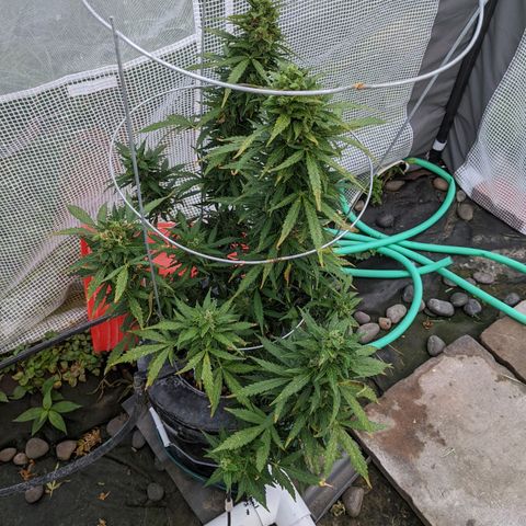 Lemon Haze X4 growlog timeline photo