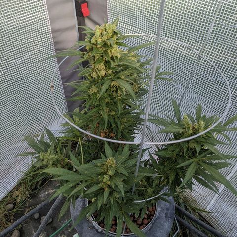 Lemon Haze X4 growlog timeline photo
