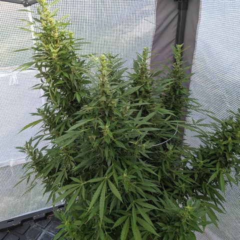 Lemon Haze X4 growlog timeline photo