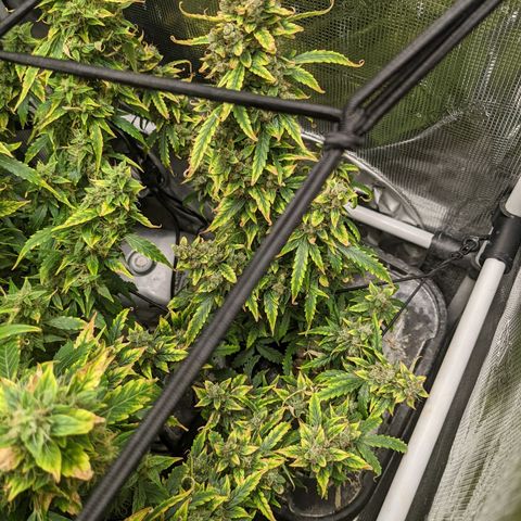 Gelato.OG X4 growlog timeline photo