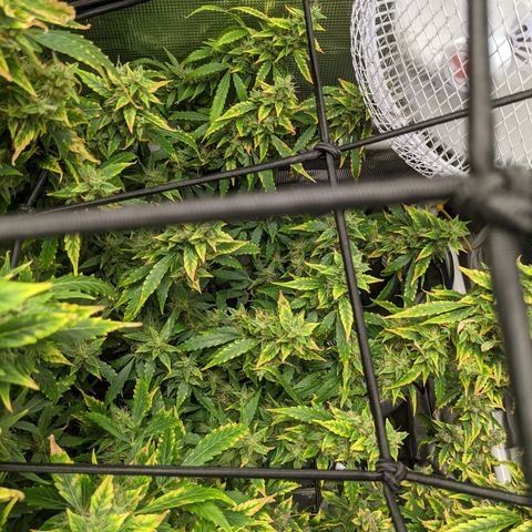 Gelato.OG X4 growlog timeline photo