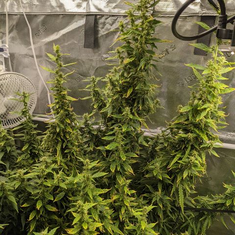 Gelato.OG X4 growlog timeline photo