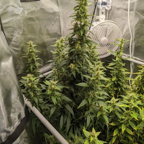 Gelato.OG X4 growlog timeline photo