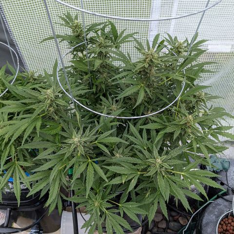 Forgotten Strawberries X2 growlog timeline photo