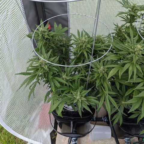 Forgotten Strawberries X2 growlog timeline photo