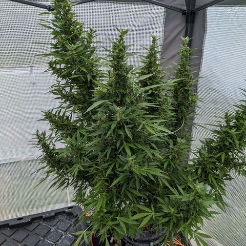 Lemon Haze X4 growlog timeline photo