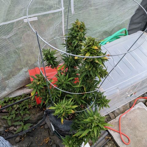 Lemon Haze X4 growlog timeline photo
