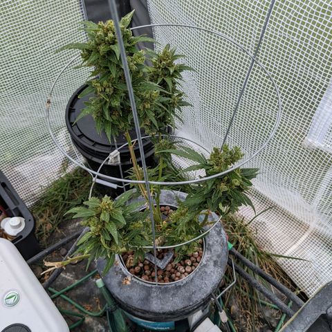 Lemon Haze X4 growlog timeline photo