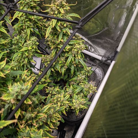 Gelato.OG X4 growlog timeline photo