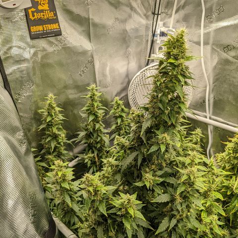 Gelato.OG X4 growlog timeline photo
