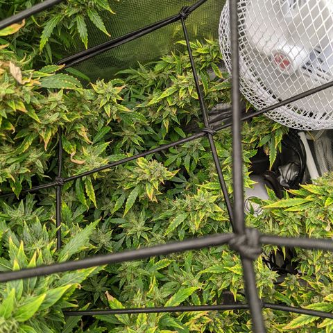 Gelato.OG X4 growlog timeline photo