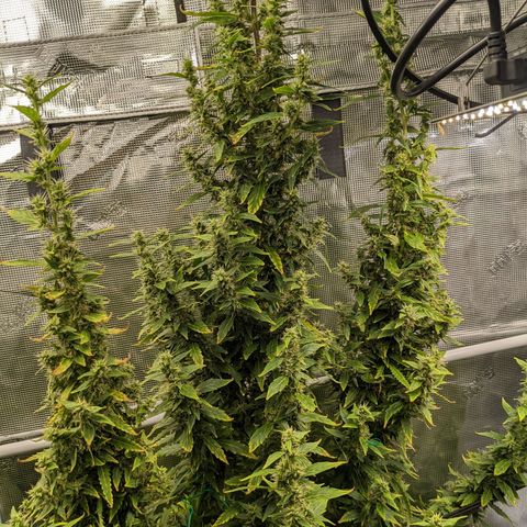 Gelato.OG X4 growlog timeline photo