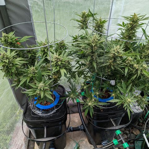 Forgotten Strawberries X2 growlog timeline photo