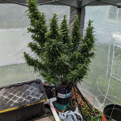 Lemon Haze X4 growlog timeline photo