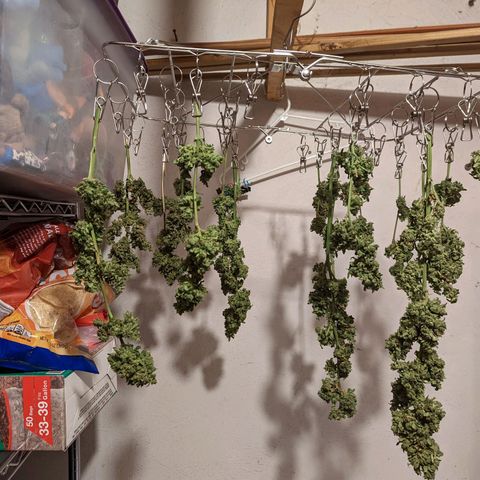Lemon Haze X4 growlog timeline photo