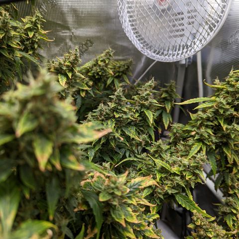 Gelato.OG X4 growlog timeline photo