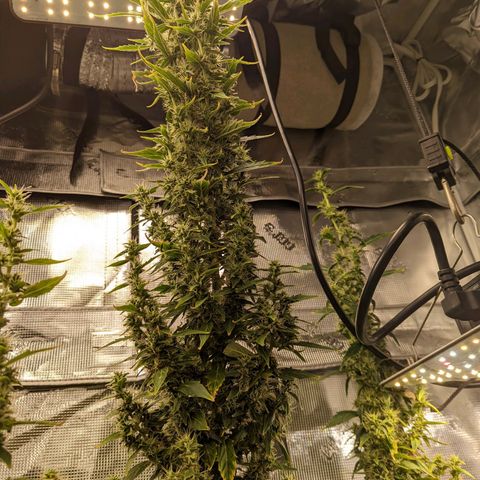Gelato.OG X4 growlog timeline photo