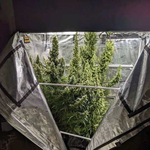 Gelato.OG X4 growlog timeline photo