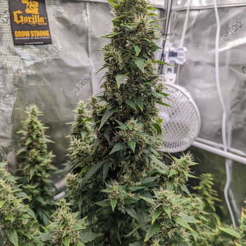 Gelato.OG X4 growlog timeline photo