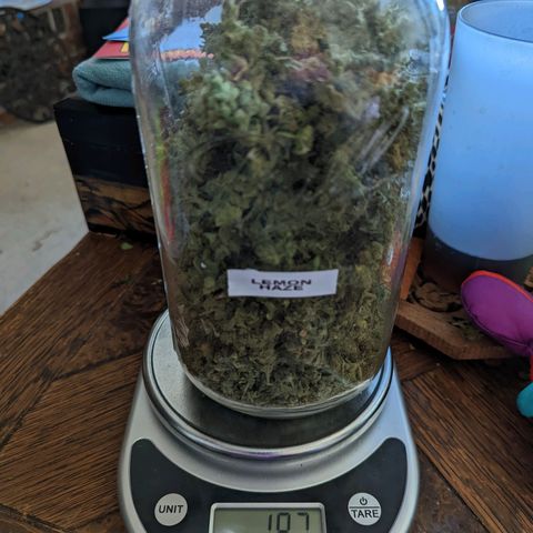 Lemon Haze X4 growlog timeline photo