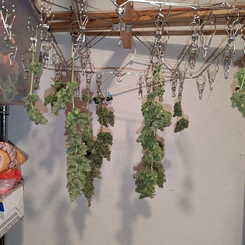 Gelato.OG X4 growlog timeline photo