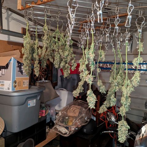Forgotten Strawberries X2 growlog timeline photo