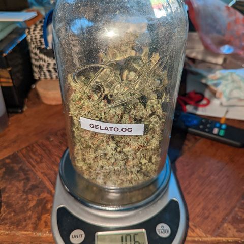 Gelato.OG X4 growlog timeline photo