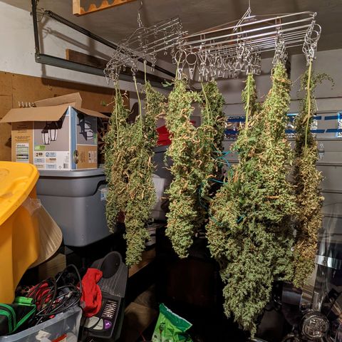 Gelato.OG X4 growlog timeline photo