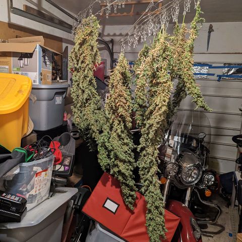 Gelato.OG X4 growlog timeline photo