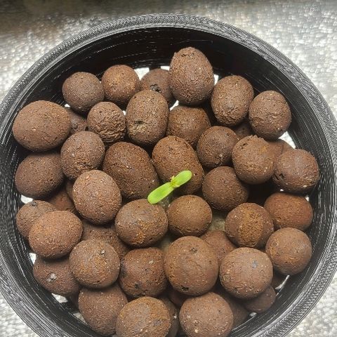 Snoopy growlog photo: Sprouted