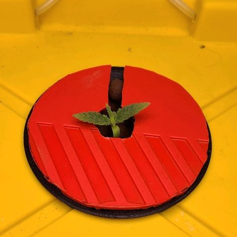 Snoopy growlog timeline photo