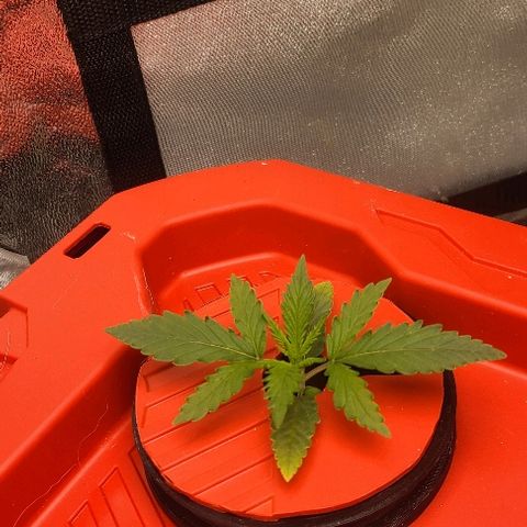 Snoopy growlog timeline photo
