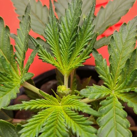 Snoopy growlog photo: Post-topping 