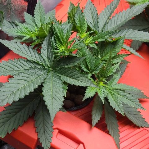 Snoopy growlog timeline photo