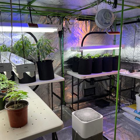Super Lemon Poison growlog timeline photo